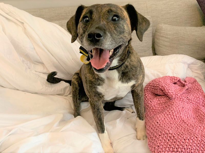 Staffordshire Bull Terrier for adoption in West Calder, West Lothian – 5 years old - Image 7 of 10