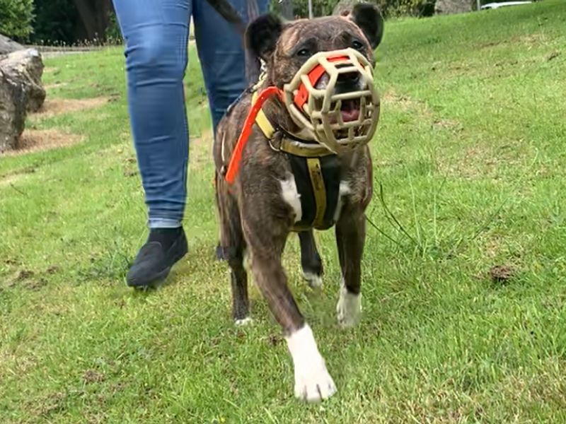 Staffordshire Bull Terrier for adoption in West Calder, West Lothian – 5 years old - Image 9 of 10