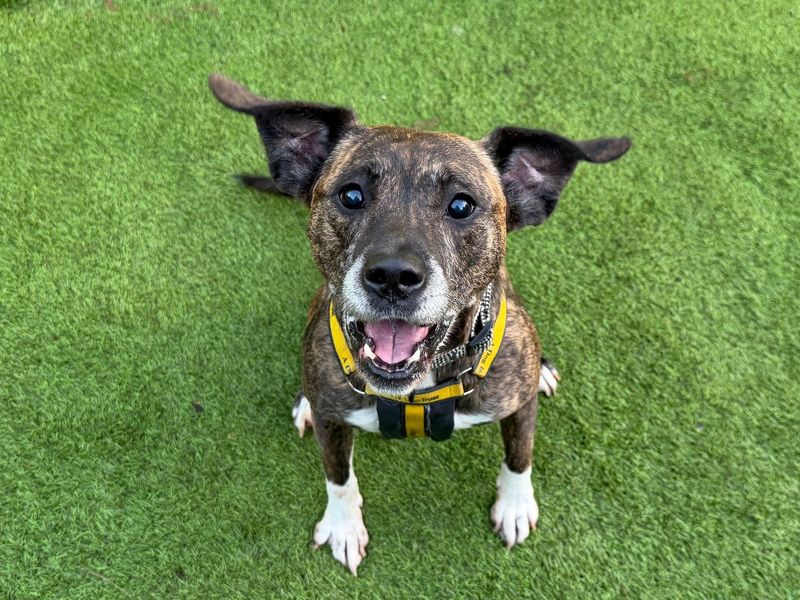 Annabelle | Terrier (Staffordshire Bull) Cross | West Calder (Edinburgh) - 1