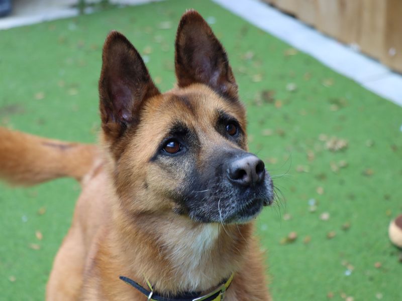 Ruby for sale in Evesham - Image 3