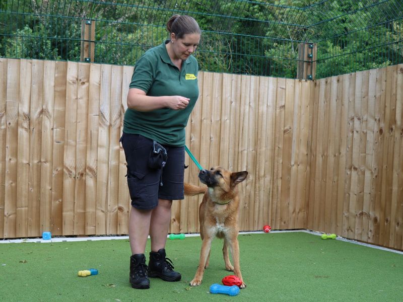German Shepherd puppies for sale in Evesham – 10 years old