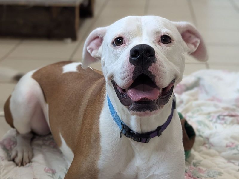 American Bulldog for adoption in Uxbridge, London – 2 years old