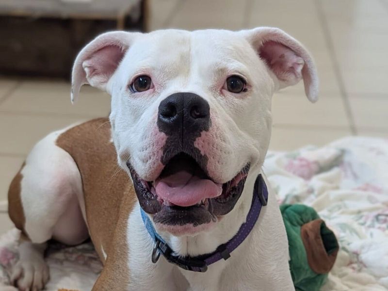 American Bulldog for adoption in Uxbridge, London – 2 years old - Image 2 of 2