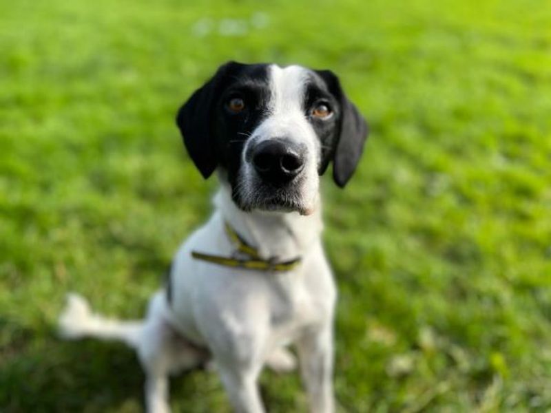 Doughnut | Crossbreed | Bridgend (Wales) - 1