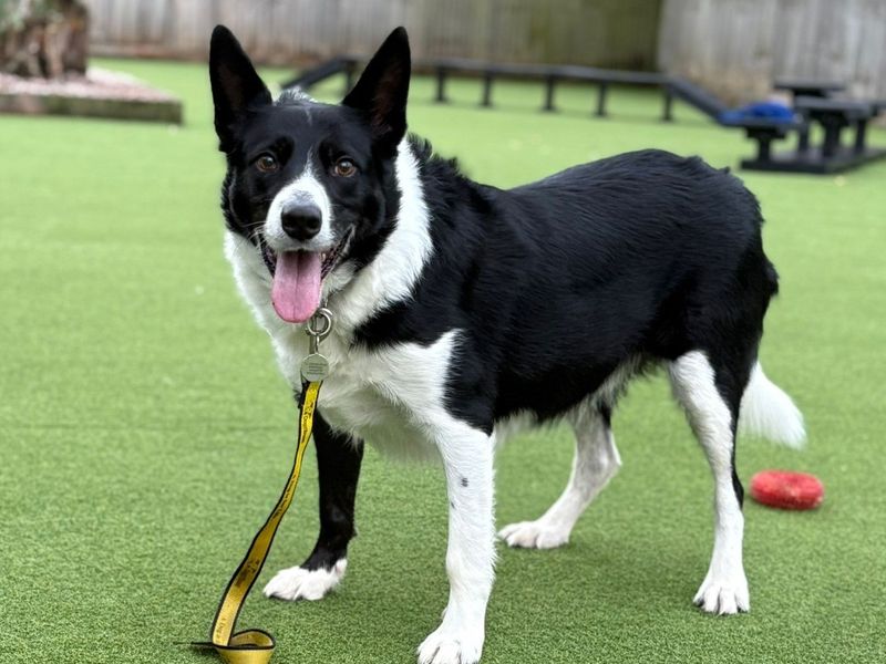 Murphy, a 8 years old male Unknown available for adoption from Dogs Trust in Canterbury, Kent
