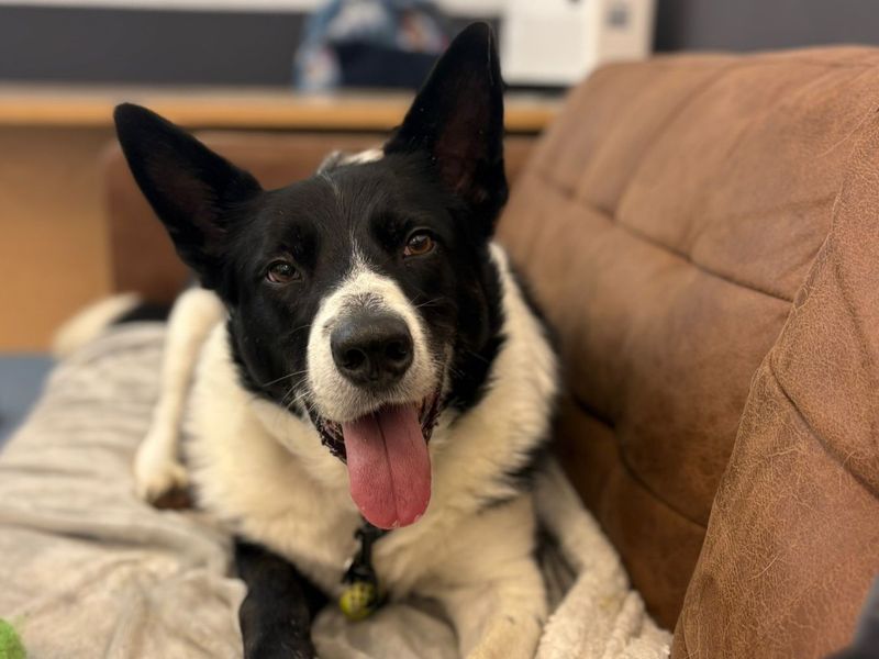 Murphy - Image 3 of 3