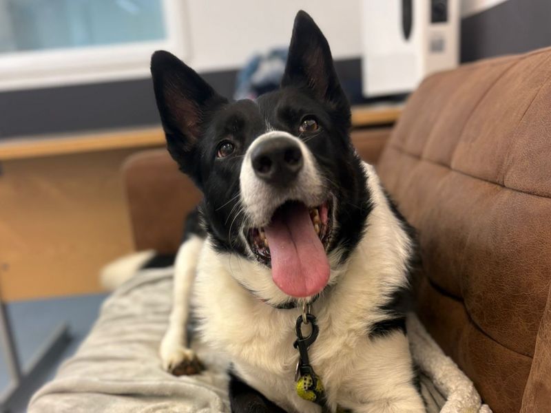 Border Collie for adoption in Chestfield, Kent – 8 years old