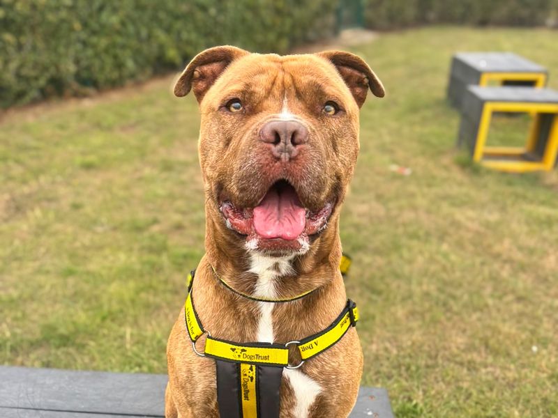 Stanley | Terrier (Staffordshire Bull) Cross | Basildon (Essex) - 1