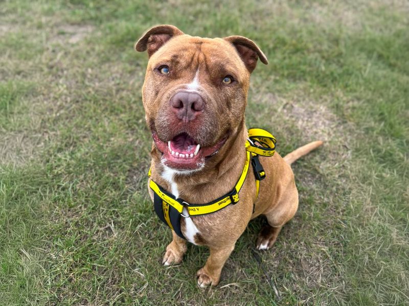 Stanley | Terrier (Staffordshire Bull) Cross | Basildon (Essex) - 3