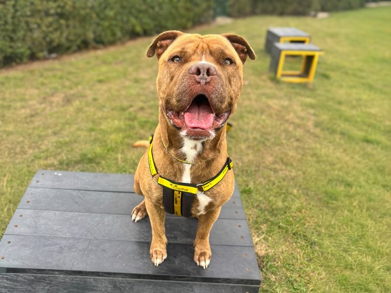 Stanley | Terrier (Staffordshire Bull) Cross | Basildon (Essex) - 5