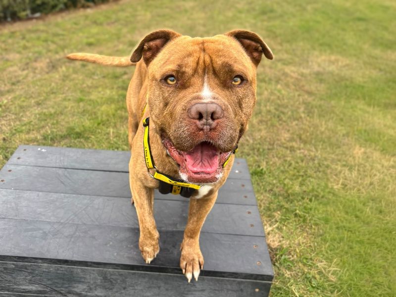 Stanley | Terrier (Staffordshire Bull) Cross | Basildon (Essex) - 4