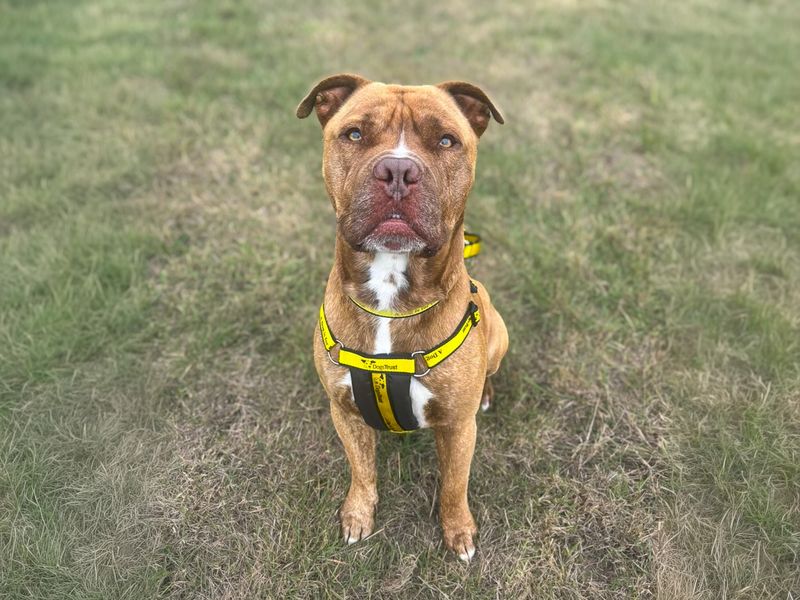 Stanley | Terrier (Staffordshire Bull) Cross | Basildon (Essex) - 2