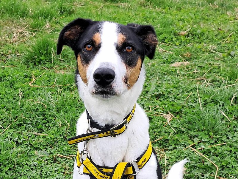 Oscar | Lurcher Cross | Ballymena (Northern Ireland) - 2