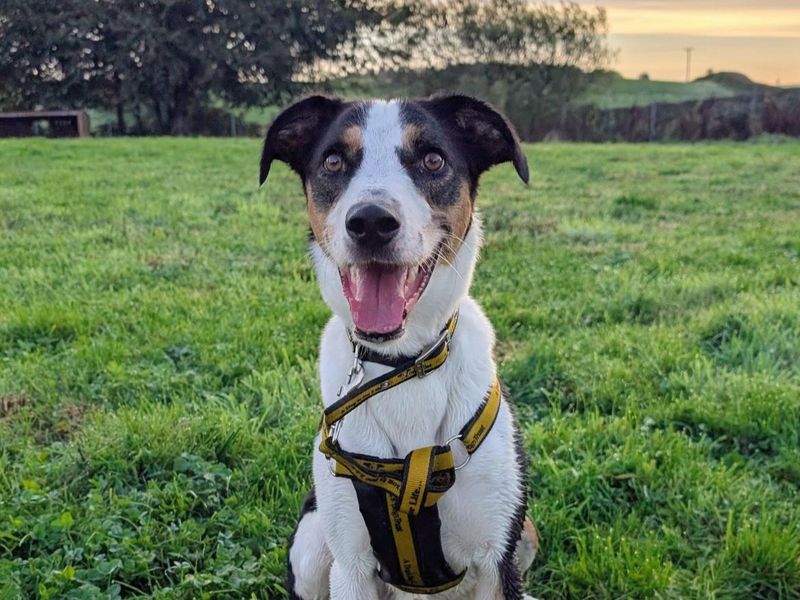 Oscar | Lurcher Cross | Ballymena (Northern Ireland) - 3