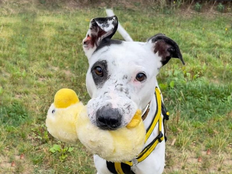 Adopt a Lurcher Rescue Dog Dotty Dogs Trust