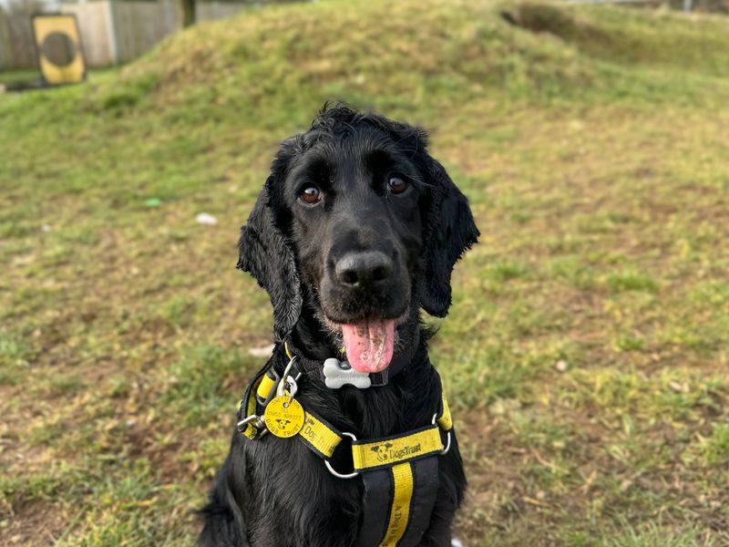 16-boxer-cocker-spaniel-mix-aliahalamira
