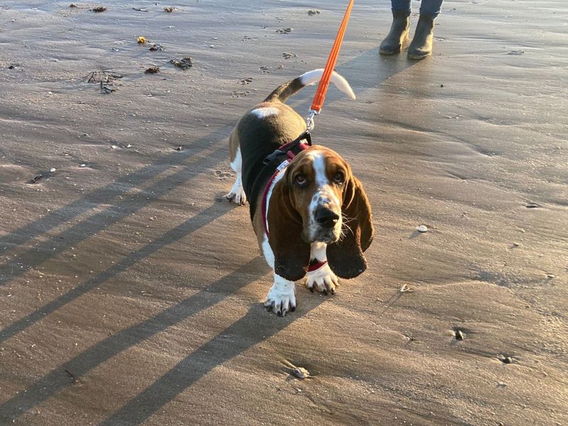 Boris, a 4 years old male Basset Hound available for adoption from Dogs Trust in Canterbury, Kent