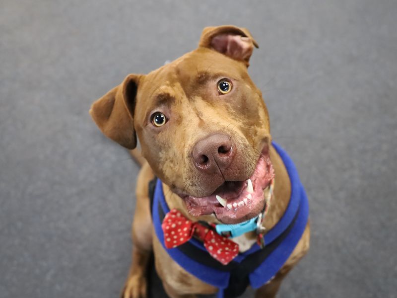 Staffordshire Bull Terrier for adoption in Leeds, Yorkshire – 2 years old - Image 5 of 8