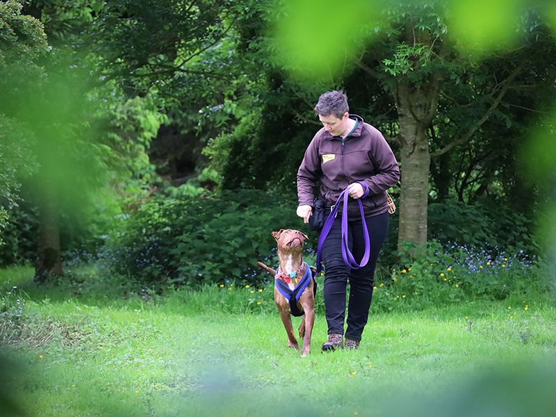 Staffordshire Bull Terrier for adoption in Leeds, Yorkshire – 2 years old - Image 8 of 8