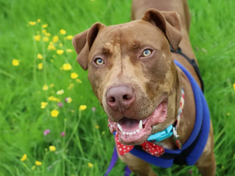 Staffordshire Bull Terrier for adoption in Leeds, Yorkshire – 2 years old - Image 6 of 8