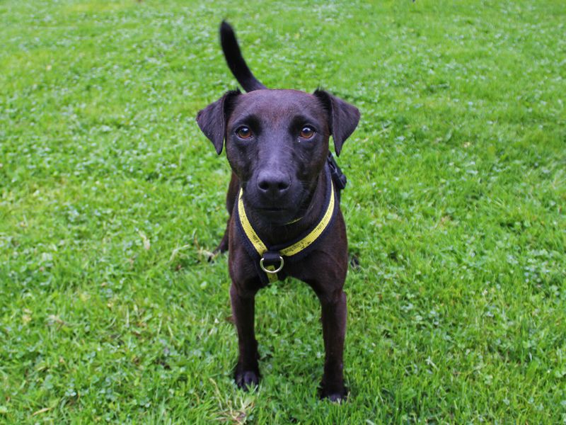 Patterdale sales terrier adoption