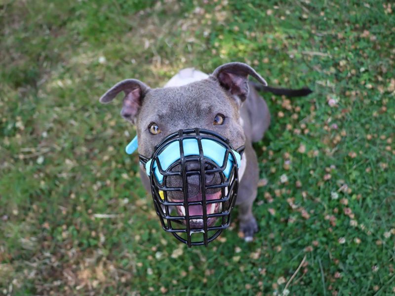 Blue | Terrier (Staffordshire Bull) | Darlington - 4