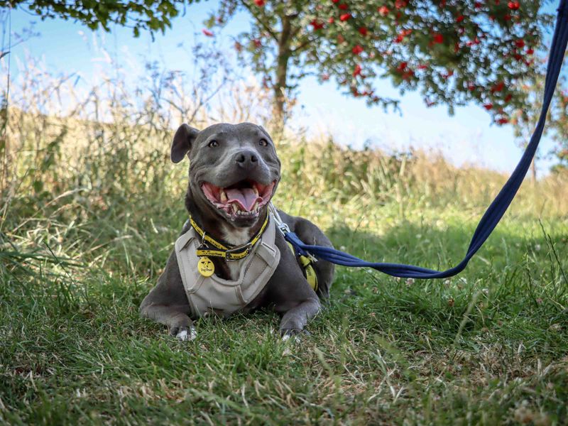 Blue | Terrier (Staffordshire Bull) | Darlington - 2
