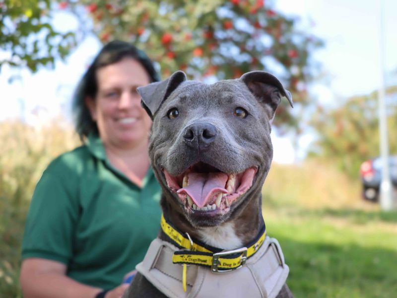 Blue | Terrier (Staffordshire Bull) | Darlington - 3