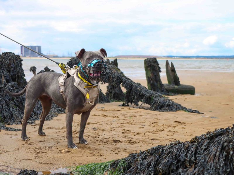 Blue | Terrier (Staffordshire Bull) | Darlington - 7