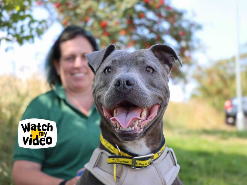Blue | Terrier (Staffordshire Bull) | Darlington - 1
