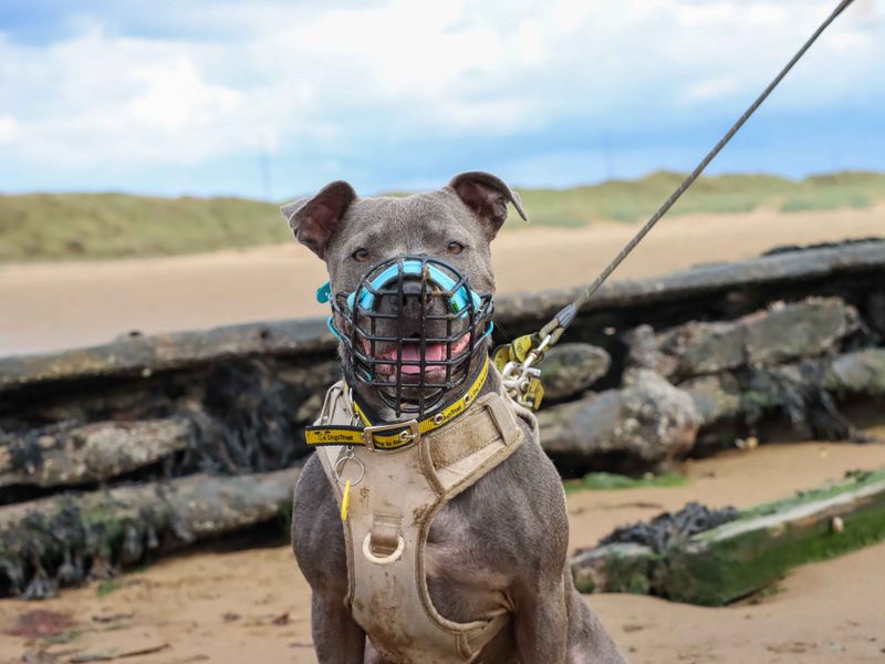 Blue | Terrier (Staffordshire Bull) | Darlington - 2