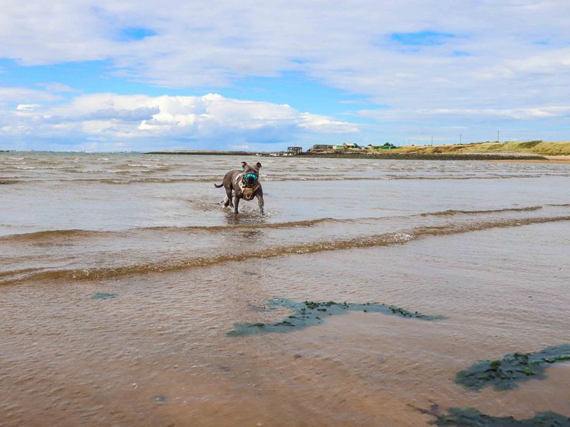 Blue | Terrier (Staffordshire Bull) | Darlington - 6
