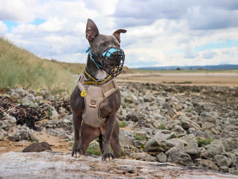 Blue | Terrier (Staffordshire Bull) | Darlington - 4