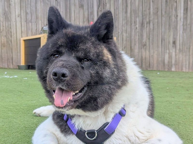 Bosco | American Akita | Harefield West London - 1