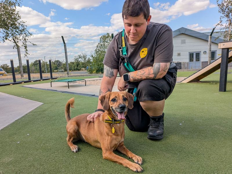 Skyla | Crossbreed | Evesham (Worcestershire) - 4