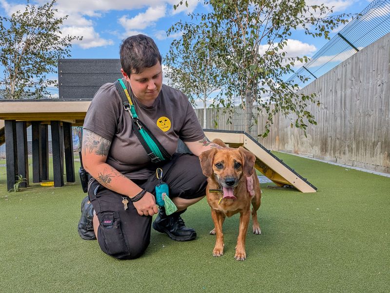 Skyla | Crossbreed | Evesham (Worcestershire) - 8