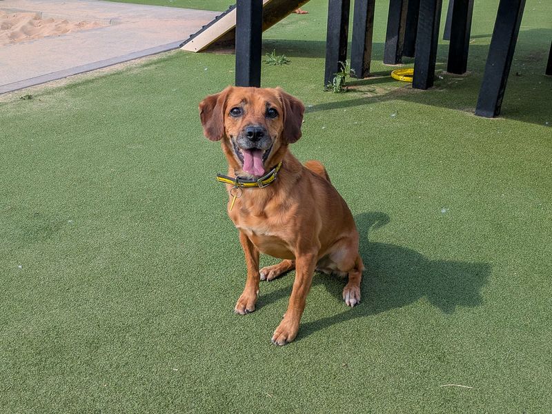 Skyla | Crossbreed | Evesham (Worcestershire) - 5
