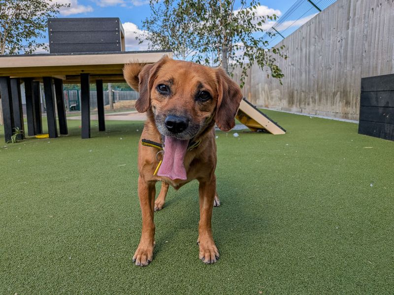 Skyla | Crossbreed | Evesham (Worcestershire) - 1