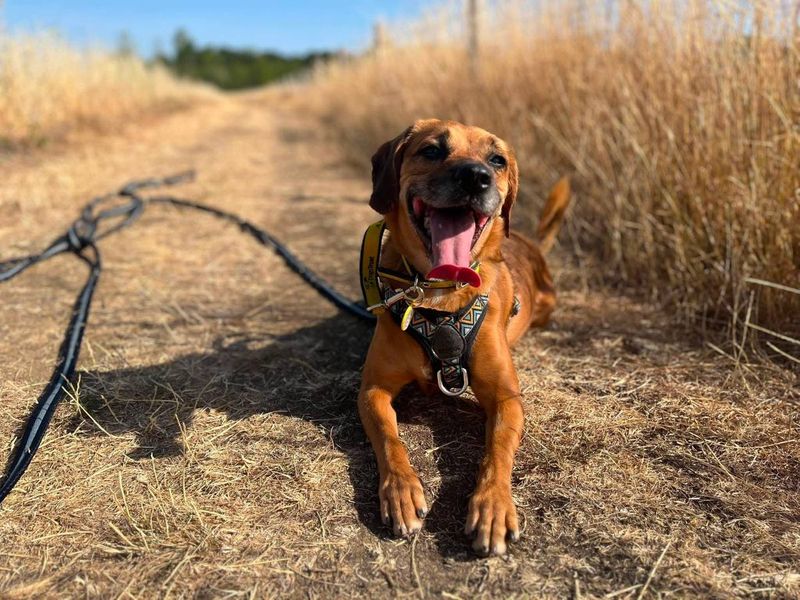 Skyla | Crossbreed | Evesham (Worcestershire) - 7