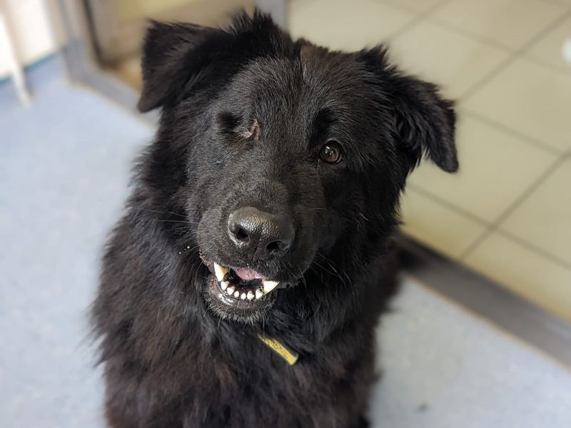 Stormi for sale in Telford | Image 2