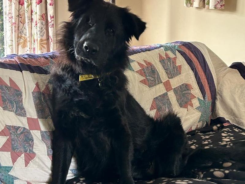 Stormi for sale in Telford | Image 3