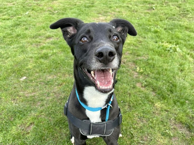 Pepsi, a 4 years old male Crossbreed available for adoption from Dogs Trust in Harefield, Greater London