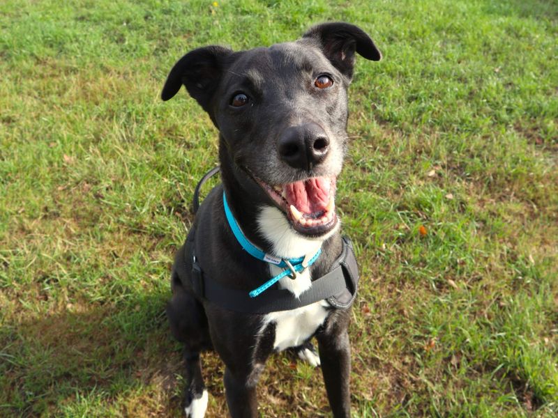 Pepsi | Lurcher Cross | Harefield West London - 9