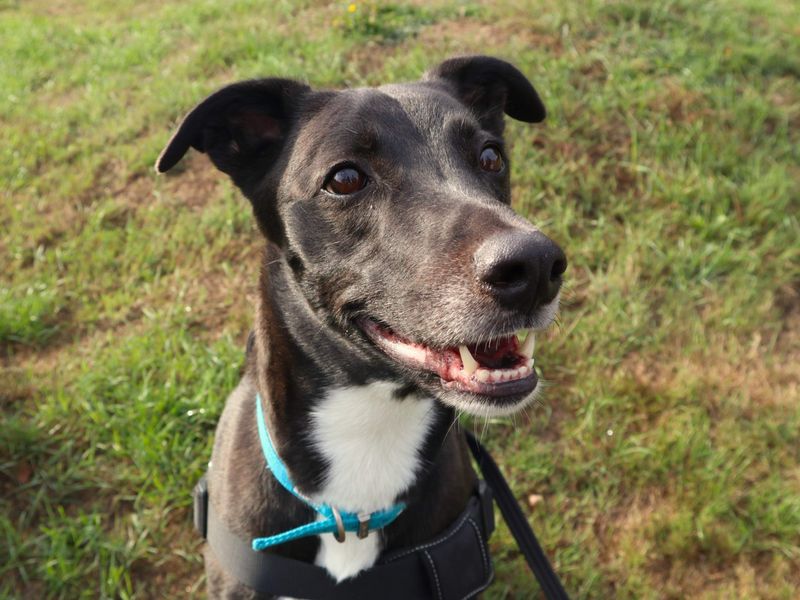 Pepsi | Lurcher Cross | Harefield West London - 7