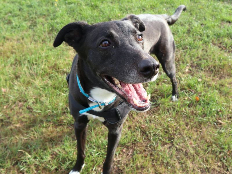Pepsi | Lurcher Cross | Harefield West London - 5