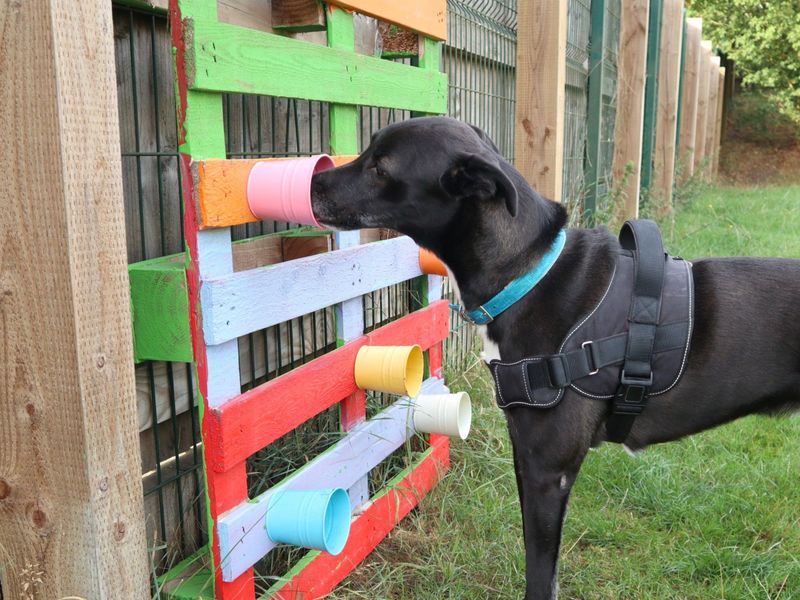 Pepsi | Lurcher Cross | Harefield West London - 8