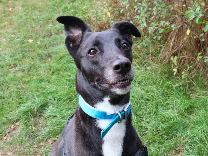 Pepsi | Lurcher Cross | Harefield West London - 10