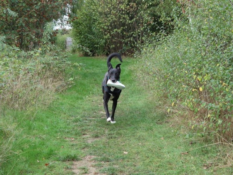 Pepsi | Lurcher Cross | Harefield West London - 1