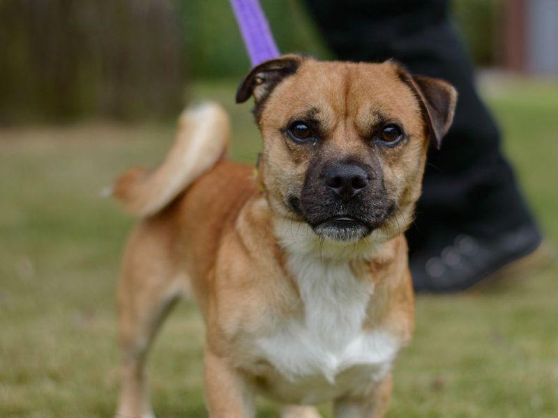 Pug for adoption in Kenilworth, Warks – 3 years old - Image 5 of 5