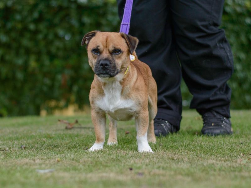 Pug for adoption in Kenilworth, Warks – 3 years old - Image 3 of 5